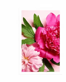 Květiny Plakát pivoňky v růžové barvě