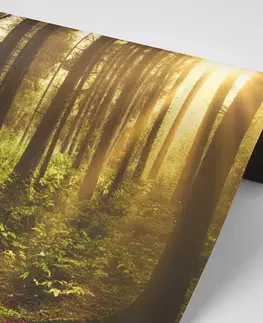Samolepící tapety Samolepící fototapeta les zalitý sluncem