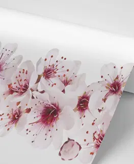 Samolepící tapety Samolepící tapeta třešňové květiny