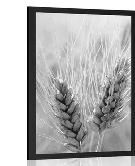 Černobílé Plakát pšeničné pole v černobílém provedení