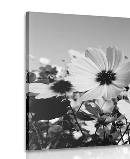 Černobílé obrazy Obraz louka jarních květin v černobílém provedení