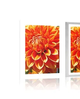 Květiny Plakát s paspartou oranžová dália