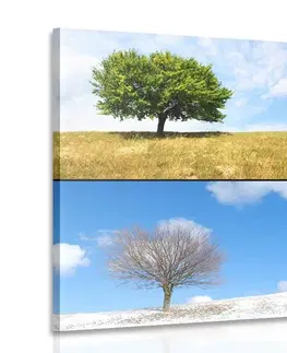 Obrazy přírody a krajiny Obraz strom v ročních obdobích