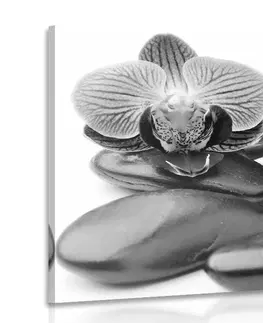 Černobílé obrazy Obraz masážní wellness kameny v černobílém provedení