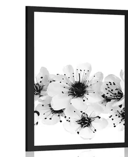 Černobílé Plakát třešňové květy v černobílém provedení