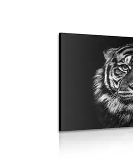 Černobílé obrazy Obraz tygr v černobílém provedení