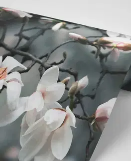 Tapety květiny Fototapeta probouzející se magnolie
