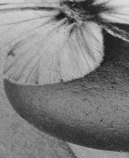 Černobílé obrazy Obraz Zen kámen s motýlem v černobílém provedení