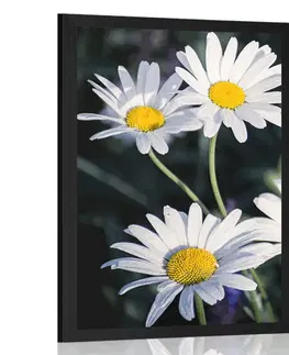 Květiny Plakát sedmikrásky na zahradě