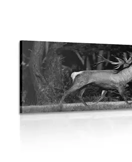 Černobílé obrazy Obraz majestátní jelen v černobílém provedení