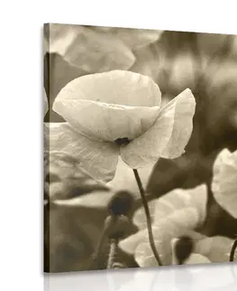 Černobílé obrazy Obraz pole divokých máků v sépiovém provedení