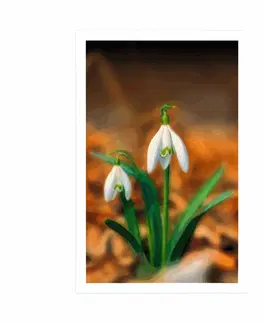 Květiny Plakát jarní sněženka