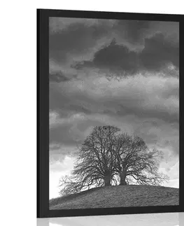 Černobílé Plakát černobílé osamělé stromy