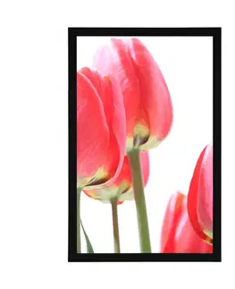 Květiny Plakát červené polní tulipány