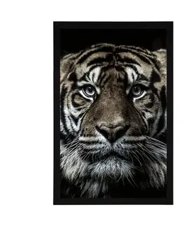 Zvířata Plakát tygr