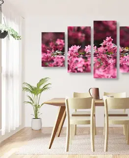 Obrazy květů 5-dílný obraz detailní květiny třešně