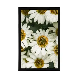 Květiny Plakát léčivé květiny heřmánku