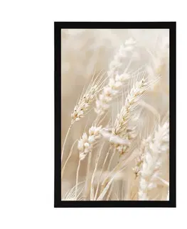 Botanické Plakát stébla pšenice