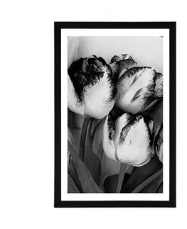 Černobílé Plakát s paspartou jarní tulipány v černobílém provedení