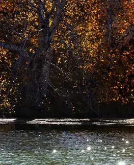 Obrazy přírody a krajiny Obraz odraz listí v jezeře