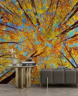 Samolepící tapety Samolepící fototapeta podzimní koruny stromů