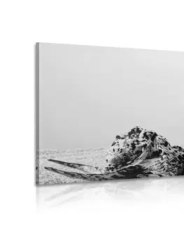 Černobílé obrazy Obraz Zen kameny s mušlemi v čiernobílém provedení