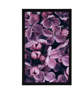 Květiny Plakát fialové květy šeříku
