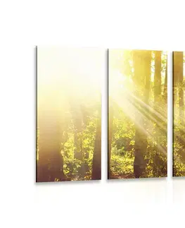 Obrazy přírody a krajiny 5-dílný obraz sluneční paprsky v lese