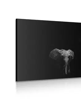 Černobílé obrazy Obraz malý slon a slonice