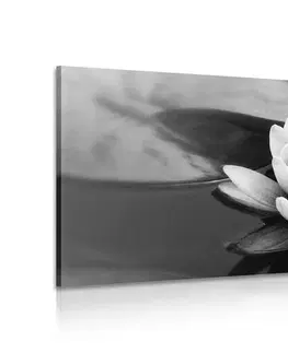 Černobílé obrazy Obraz lotosový květ v jezeře v černobílém provedení
