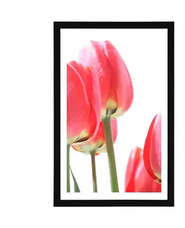 Květiny Plakát s paspartou červené polní tulipány