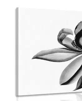 Černobílé obrazy Obraz akvarelový lotosový květ v černobílém provedení