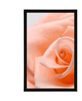 Květiny Plakát růže v broskvovém odstínu