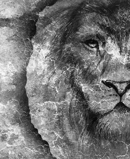Černobílé tapety Tapeta tvář lva v černobílém provedení