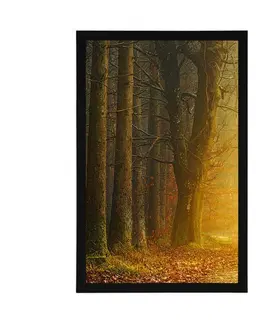Příroda Plakát cesta v lese