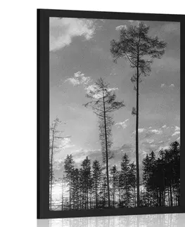 Černobílé Plakát podvečer v lese v černobílém provedení