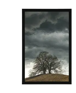 Příroda Plakát osamělé stromy