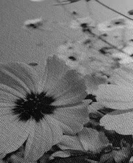 Černobílé obrazy Obraz louka jarních květin v černobílém provedení