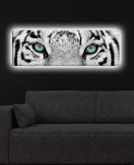 Obrazy Hanah Home Obraz s led osvětlením White Tiger 90x30 cm