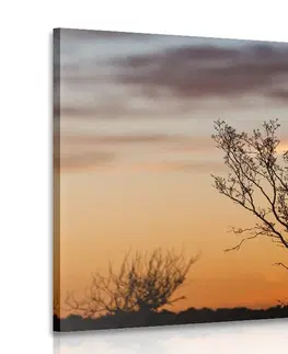 Obrazy přírody a krajiny Obraz větvičky v západu slunce