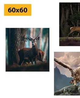 Sestavy obrazů Set obrazů krása lesních zvířat