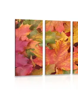 Obrazy zátiší 5-dílný obraz listy podzimu