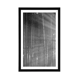 Příroda Plakát s paspartou slunce za stromy v černobílém provedení
