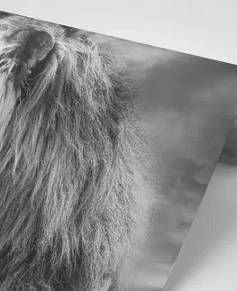 Černobílé tapety Tapeta africký lev v černobílém provedení