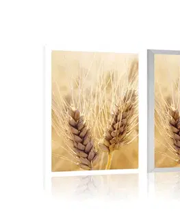 Příroda Plakát pšeničné pole