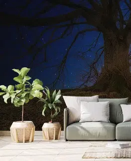 Samolepící tapety Samolepící tapeta stromy v noční krajině