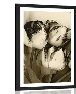 Černobílé Plakát s paspartou jarní tulipány v sépiovém provedení