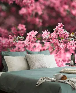 Tapety příroda Fototapeta detailní květiny třešně