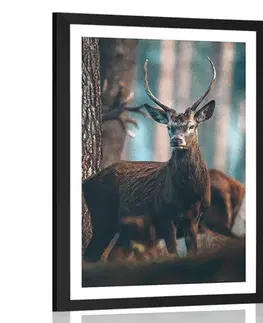 Zvířata Plakát s paspartou jelen v lese
