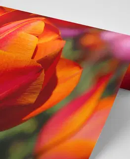 Samolepící tapety Samolepící fototapeta nádherné tulipány na louce